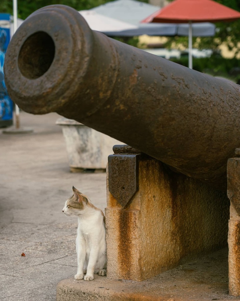 JonathanBatten's tweet photo. Ka(t)bloom!
A local cat gets comfortable against an old cannon at the water's edge from pre-British Colonial times - these cannons date all the way back to the turn of the 19th century; ~1802-1803.
.
.
.
#cannon #cat #cats #catsofinstag… https://t.co/KU6DvSWVeb https://t.co/ViGRiDvzME