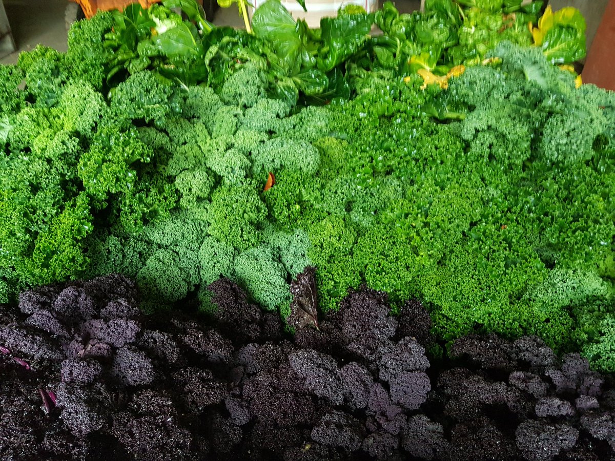 VanVelhorst's tweet photo. #Pixelfarming op Landgoed Velhorst: vandaag de boerenkool en spruiten op stam geoogst voor de pixelpachters. Als het laatste gewas, knolselderij, geoogst is, gaan we het experiment met de pachters evalueren. Het onderzoek door de #WUR wordt ook meegenomen in de evaluatie. https://t.co/7bt23HvIzb