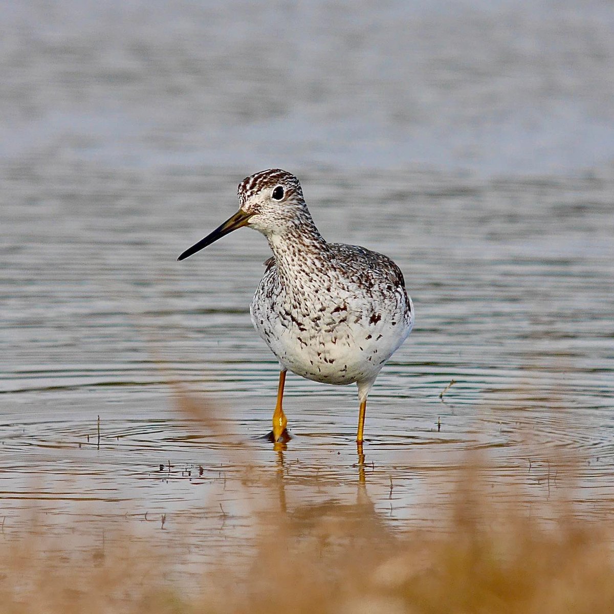 Nice to catch up with the Greater Yellowlegs at Dunwich. Thanks for the tips @jonevans61 #kowasystem #digiscoping