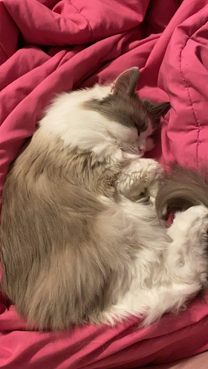 SarahSemer's tweet photo. Charlie couldn’t stay awake until the end. I’ll have to tell them the grim news in the morning. Goodbye Unus Annus. 
Memento Mori. #preparetofeel #youveneverheardofjazzbefore #UnusAnnusisoverparty #UnasAnnus #mementomori https://t.co/8FUeb4rrN1