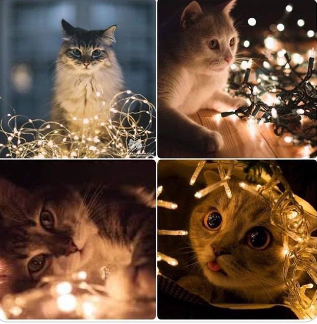 imMrhitfit's tweet photo. Indian #nibba_nibbi social media status tonight and tomorrow #HappyDiwali2020 https://t.co/GsdJGuFkbP