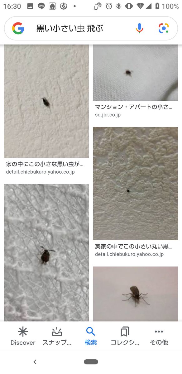 小さな黒い虫 布団 小さい黒い虫