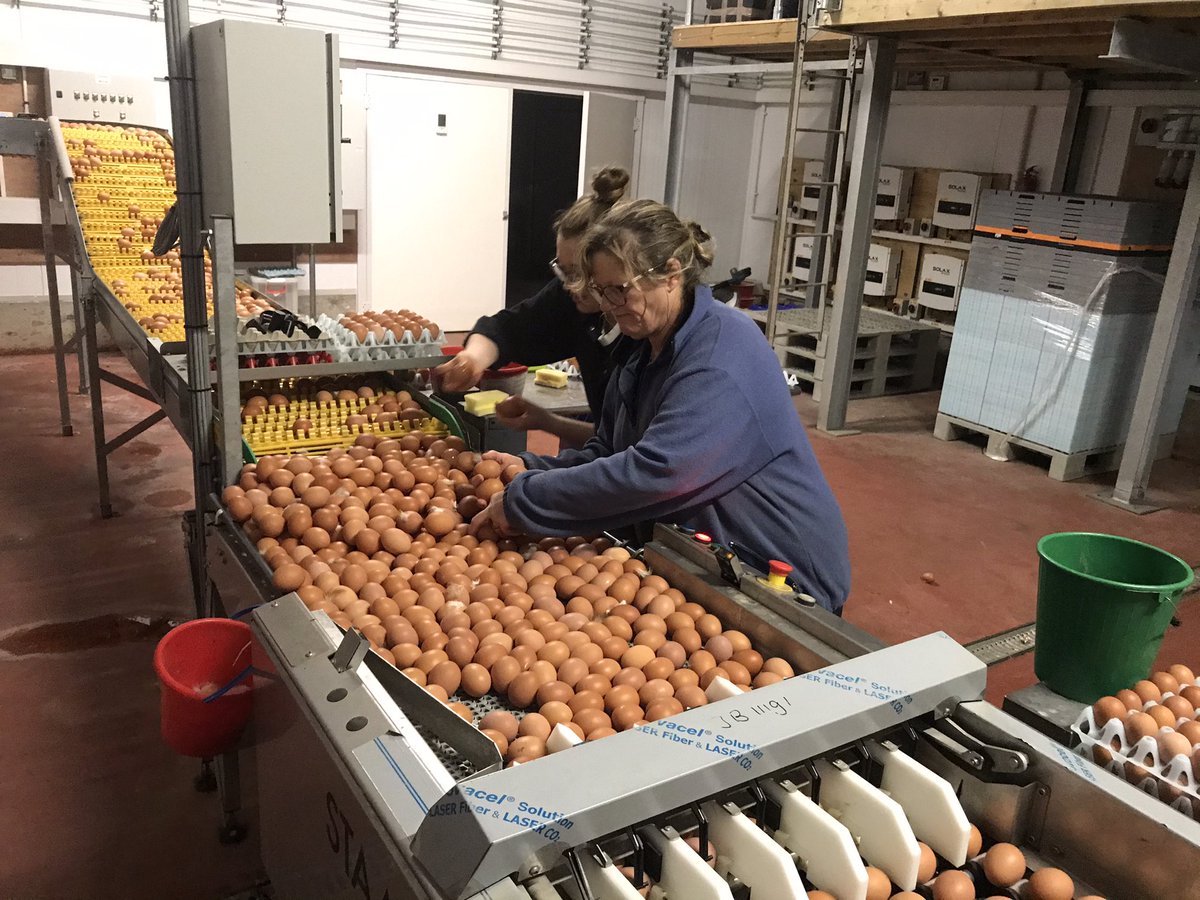 LlyrDerwydd's tweet photo. When 1 of the girls forgot to switch the egg conveyor belt off while trying to sort a problem with a bridged feed bin. ๐๐ #multitaskfail #SaturdayMorning #eggs https://t.co/bO51UHlRZV