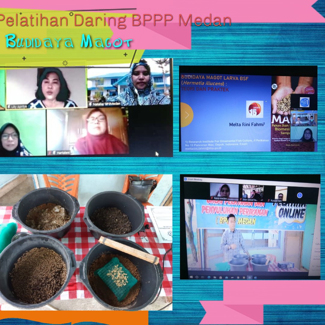 bppsdm_bp3medan's tweet photo. 14/11/2020 pelaksanaan pelatihan budidaya maggot secara daring yang berlokasi di P2MKP Family Pisces Kota padang dibuka oleh ibu KapuslatluhKP @lapregiwati diikuti oleh 202 peserta
@puslatluhkp
@brsdm_kp 
@sjarief_widjaja @Natalia_Liandra https://t.co/61DqqK18VF https://t.co/tUdOONmadv