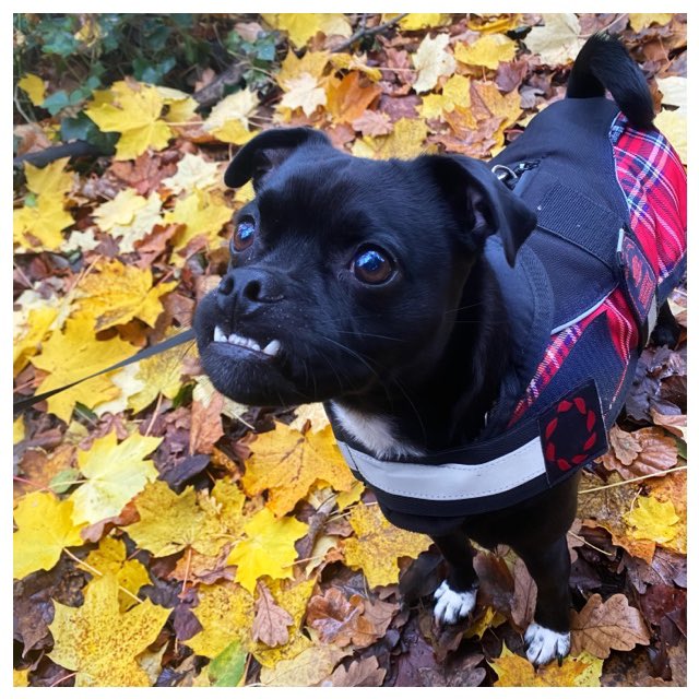 coraalbowern's tweet photo. Can we all just appreciate how cute my little doggy is🐶 https://t.co/R48rfTaFiR