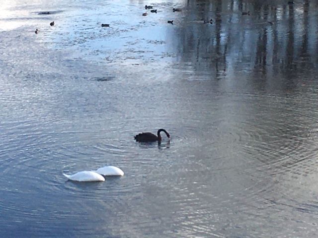 CBCSightings's tweet photo. Spotted near Millfields car park around 11.15am yesterday. So exciting! I live very close by and have never seen one before. Wished the hide was open so I could share with the two lady volunteers. 
Vicky Wright https://t.co/QjgDkWSMsL