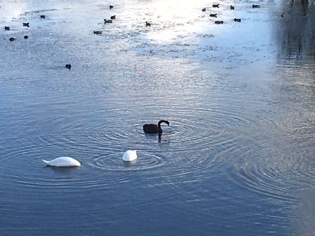 CBCSightings's tweet photo. Spotted near Millfields car park around 11.15am yesterday. So exciting! I live very close by and have never seen one before. Wished the hide was open so I could share with the two lady volunteers. 
Vicky Wright https://t.co/QjgDkWSMsL