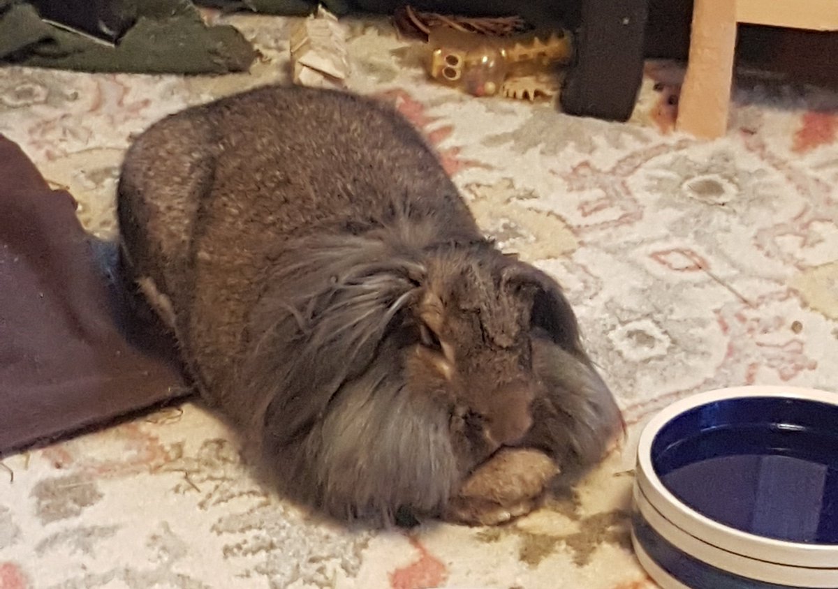 mripathology's tweet photo. Sometimes having an extra chin comes in handy #HeadRest #BuiltInPillow #DailyMuffin #coronavirus #covid19BC https://t.co/8Ug6NiHfCF