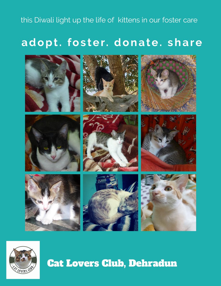 meowniacs's tweet photo. Make donation via

catloversdoon@icici (UPI gateway) 

9456126264 (G-pay) 

#Uttarakhand #AnimalWelfare #CatsOfTwitter #catsofinstagram #kittens #peta #fiapo #helpanimals #HappyDeepavali #BeTheLight @RealGrumpyCat @catsofinstagram @Cats @MeowedOfficial @CatsProtection https://t.co/oHNAzZwZxd