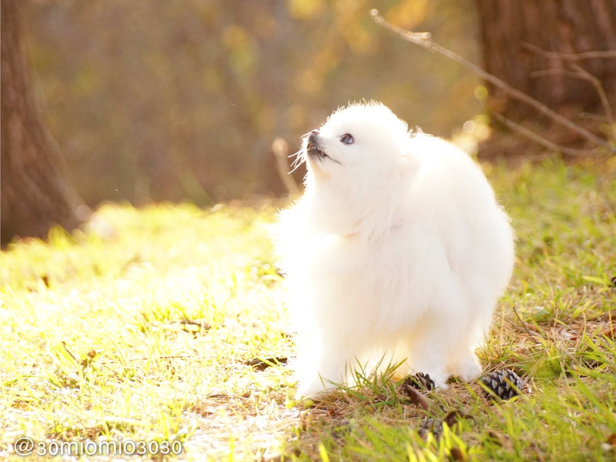 ポメころびページです☆ GODZILLA デフォルメぬいぐるみBIG（メカゴジラ） プライズの情報