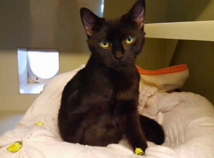 Please retweet, Dogs Trust reported 69,000 strays in the UK 2018-19. UK shelters are full of dogs, cats, horses, farm animals and small furries. Please follow me and retweet the animals on my account to help them find homes. All with UK charities. Let's get them a home for xmas❤️