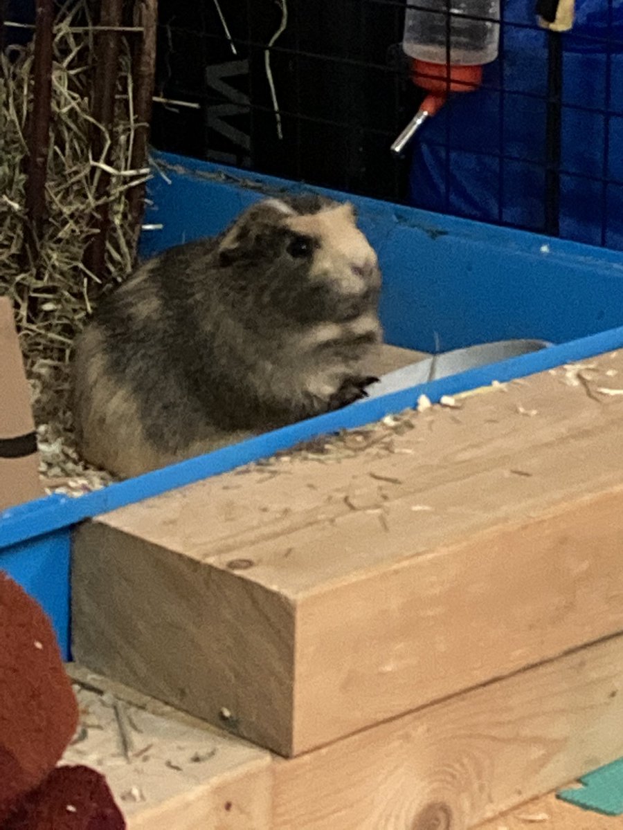 badgerbumble's tweet photo. Here is a special #saturdaytreat my #fluffychest 😆 Pigmum thinks this might be my #fluffiestarea I think it makes me look proud and noble #dewlap #mrbumblesfluffybits https://t.co/MDRgWiI8ZR