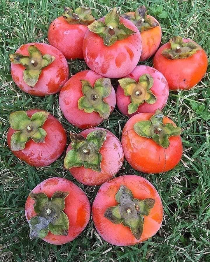 Trabzon hurması:
Kabuklarının kaynatılması ile elde edilen suya, metal, çelik ve diğer gereçler daldırıldığında paslanmıyor ve bakteri barındırmıyor.Bu meyveden elde edilen sıvılarda virüsler ölüyor.Güçlü bir antioksidan ve antibakteriyel özelliği var.
(Bilgi Profdr G.Nemliden)