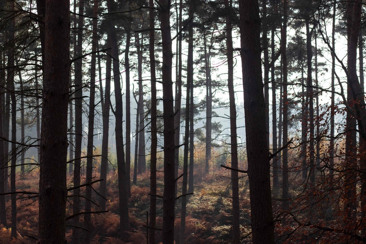 johnpartridgeco's tweet photo. The beautiful Cannock Chase forest is close to our hearts and on our doorstep in Staffordshire. A perfect place for a weekend walk or autumnal photoshoot some might say... #johnpartridgeco #cannockchase https://t.co/kmXq7MpvQd