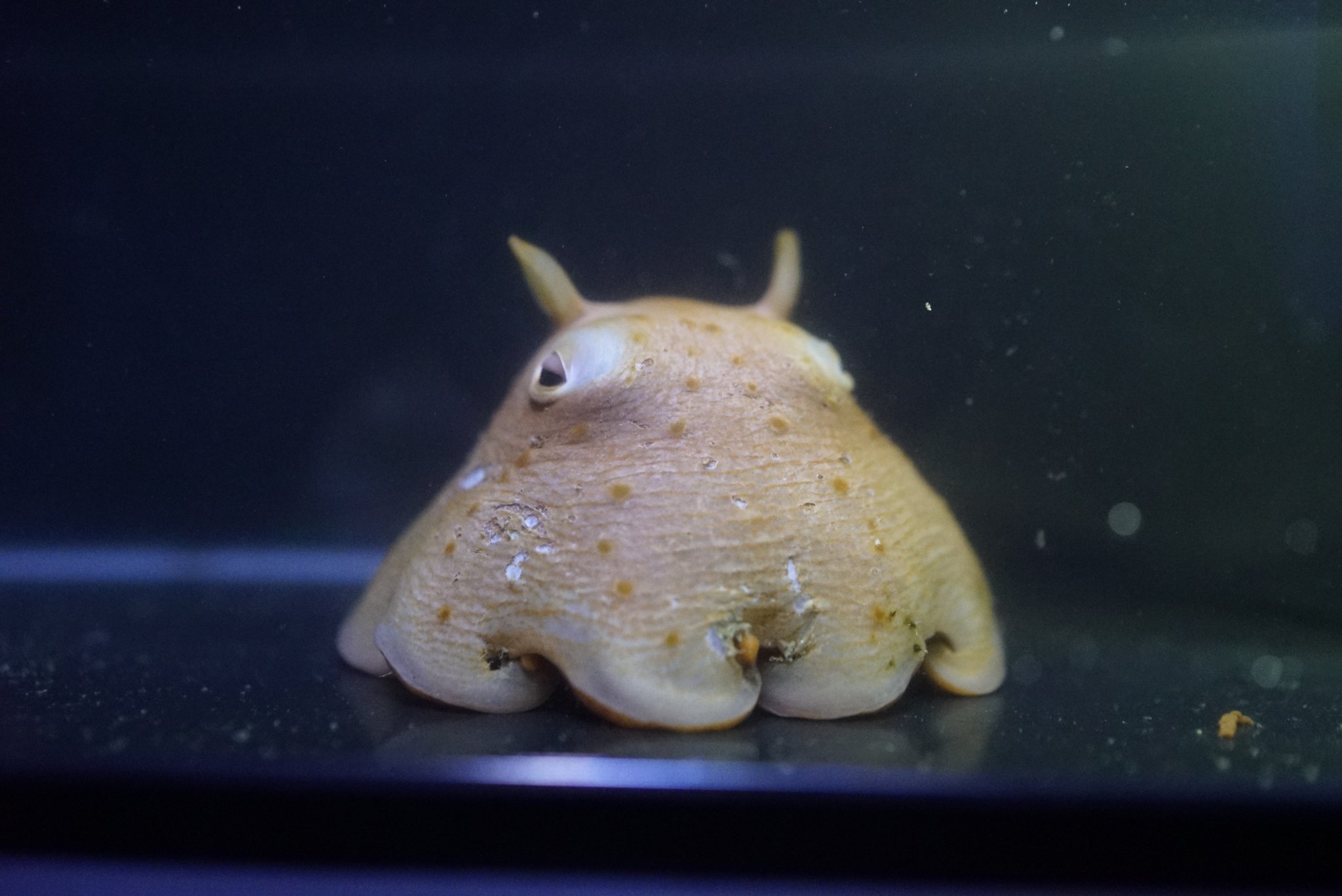 これはほんとに綺麗なモリオンたん！ピカピカ！小さい！ これはほんとに綺麗なモリオンたん！ピカピカ！小さい！ （お