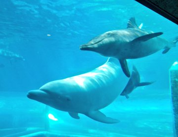 イルカ クジラ シャチの違いとは 実は違いがないってどういうこと 生き物ネット