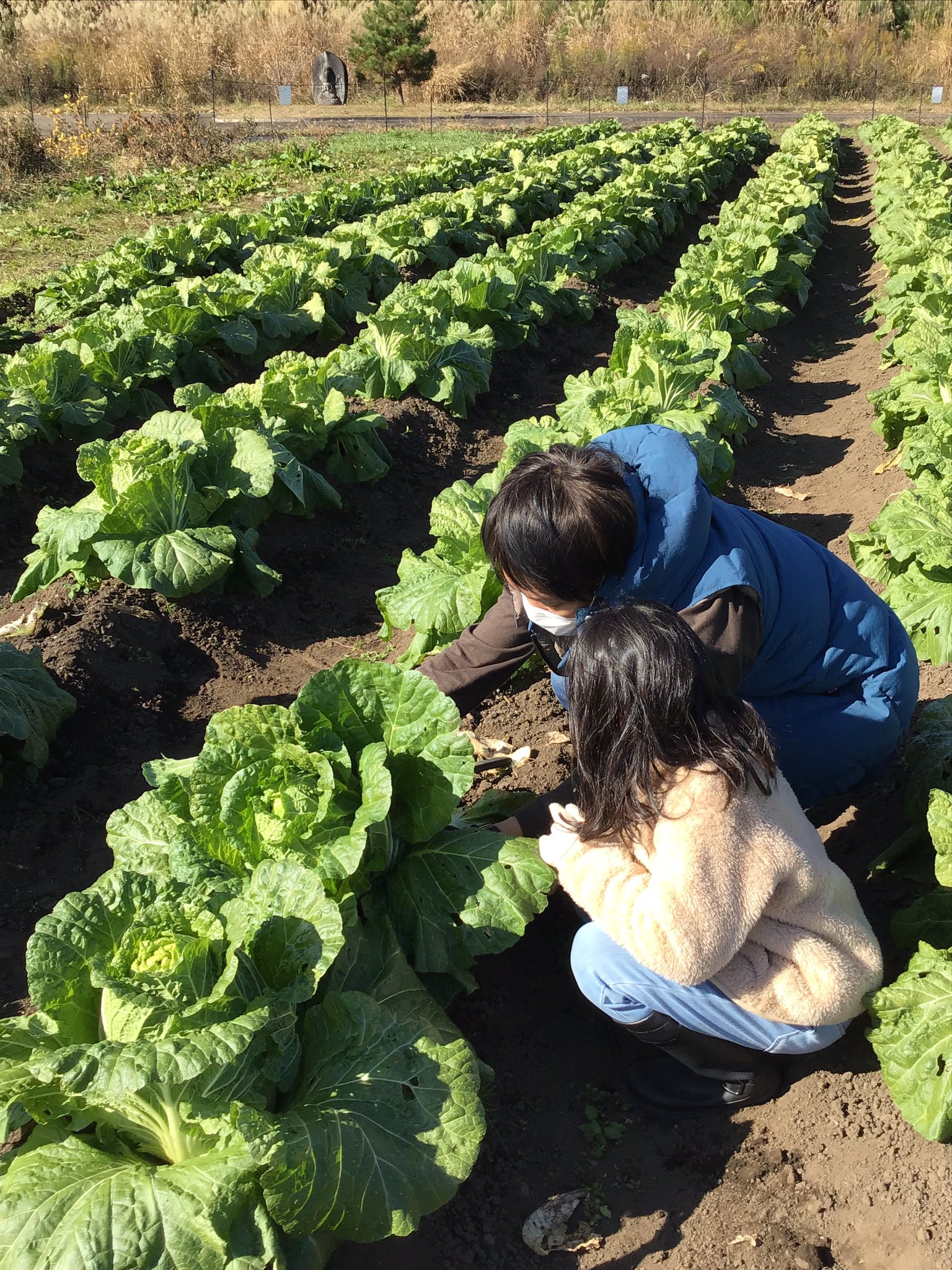 みちのく公園 北地区 自然共生園では 11月末まで野菜の収穫体験ができます 有機栽培の新鮮なダイコンやハクサイを収穫してみませんか イベント詳細は 公園hpをご確認ください T Co Onionya2lz 公園 みちのく公園 みちのく杜の湖畔公園 国営