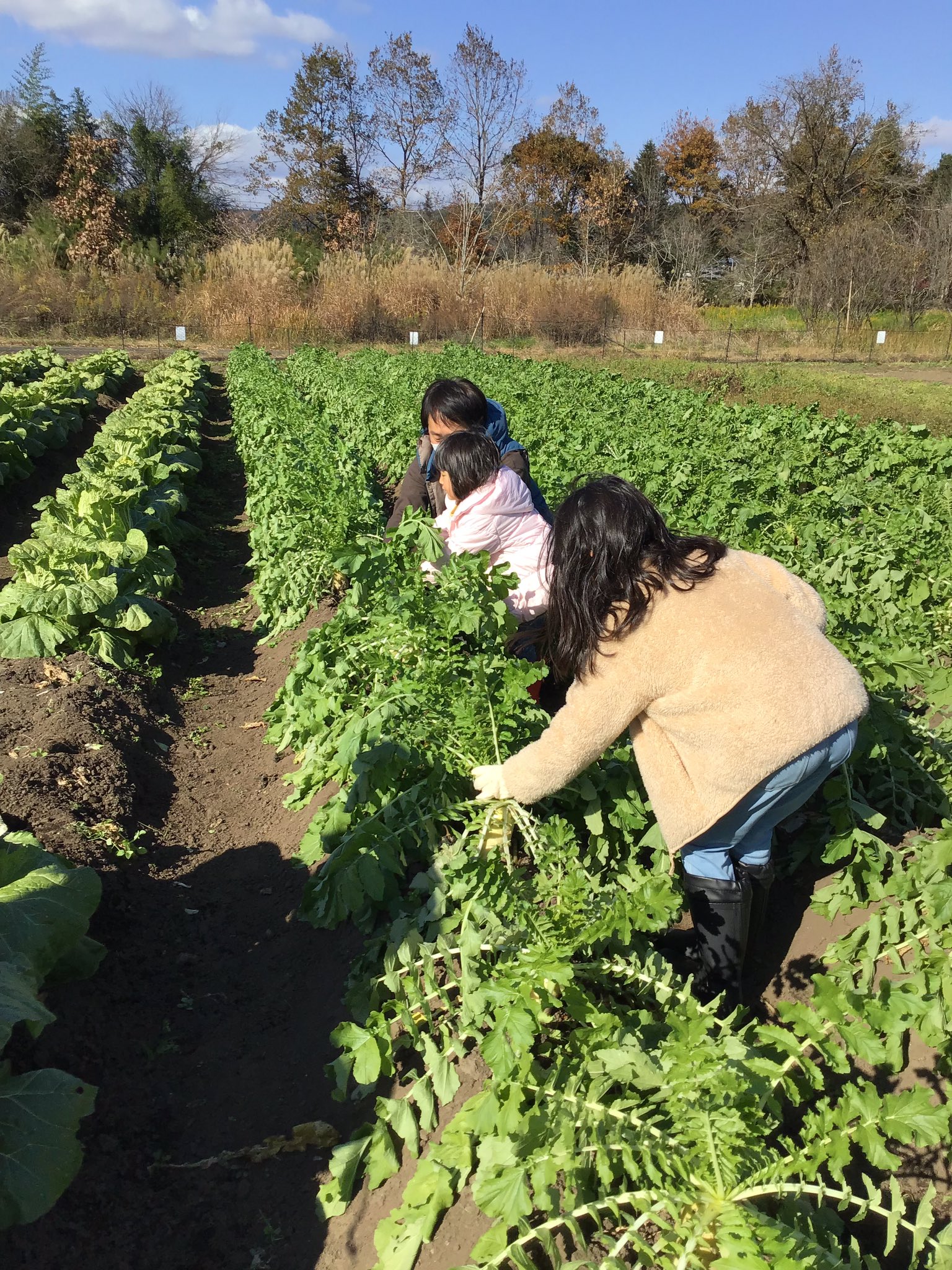 みちのく公園 北地区 自然共生園では 11月末まで野菜の収穫体験ができます 有機栽培の新鮮なダイコンやハクサイを収穫してみませんか イベント詳細は 公園hpをご確認ください T Co Onionya2lz 公園 みちのく公園 みちのく杜の湖畔公園 国営