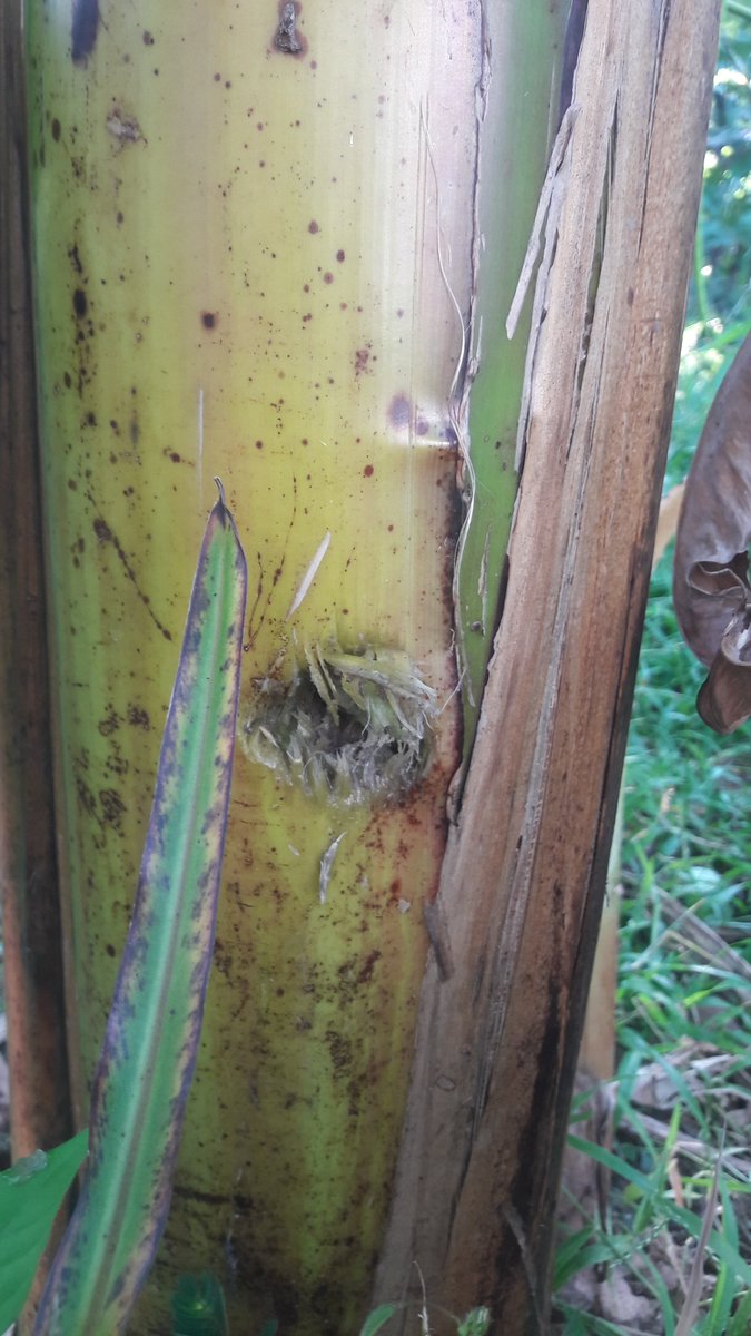 ขอโทษทุกคนด้วยนะครับตอนแรกผมว่าจะรีวิวการเจาะรูต้นกล้วยเย็ดแต่ไม่workครับอย่าไปเย็ดนะครับโดนแค่ปลายควยเท่านั้นแหละแม่งแสบเลยเพราะงั้นผมขอพักฟื้นสภาพควยก่อนนะครับเดวผมจะมารีวิวการเจาะแตงโมแช่เย็นเย็ด