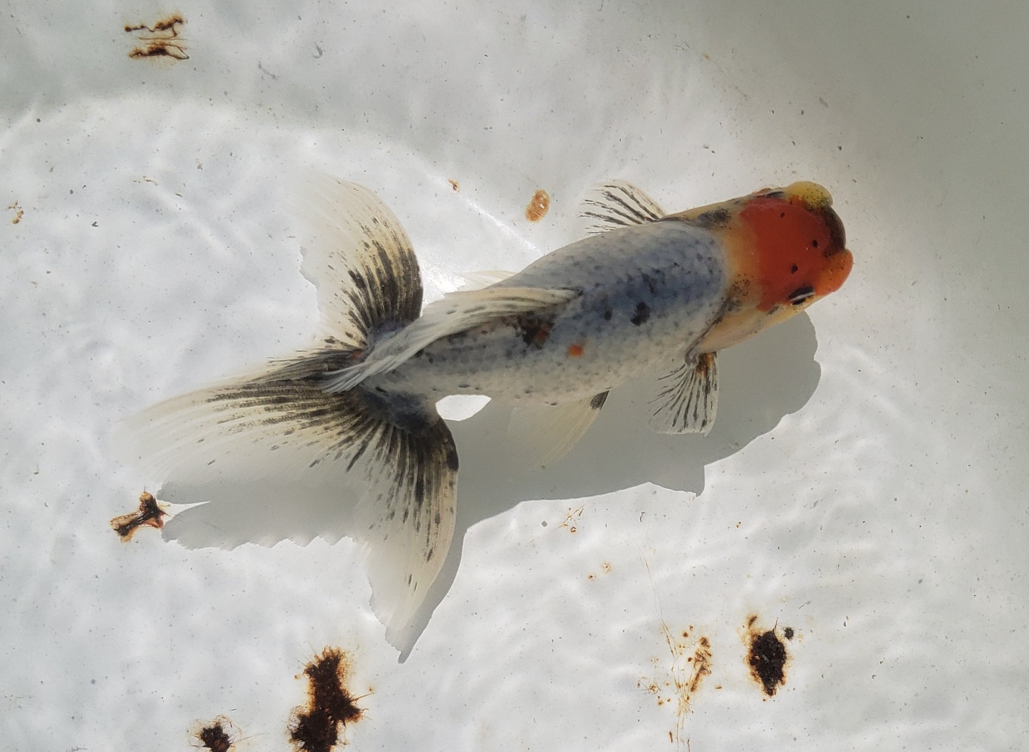 تويتر 井ノ口養魚場 Igf على تويتر 明日の販売会でベランダーさんが売る関東東錦は写真の魚の同系統であります 観賞はもちろんですが種にもオススメであります 質がよい本物の関東東錦は流通しにくいです ぜひこの機会に T Co Spikgrlhji
