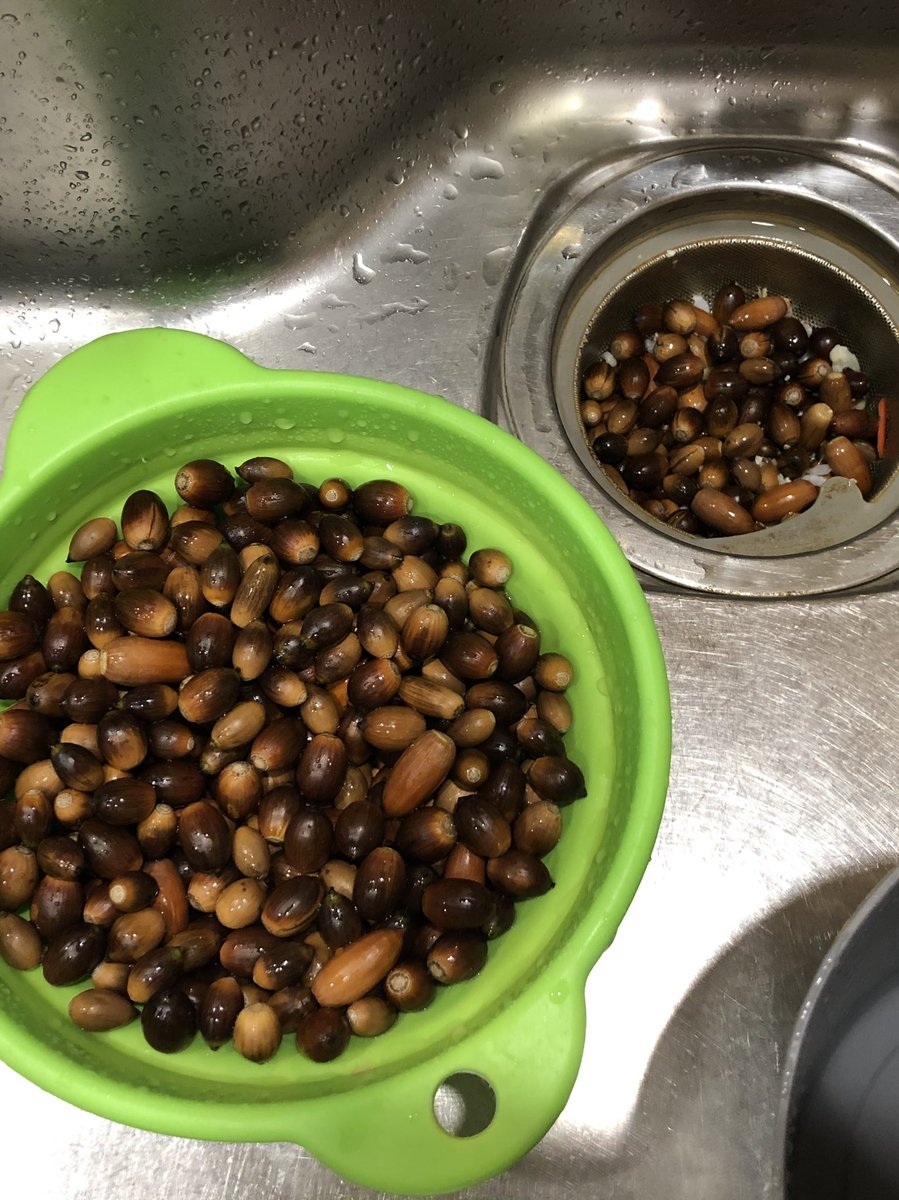 黒夫人 ロリポップ どんぐりの選別 浮いた者は失格 傷者は失格 美しくない者は失格 これから冷凍庫で3日間の氷の呼吸の修練を経て 乾燥 エタノール消毒をして 最終選別に臨みます そこでも割れた者は落とされます そして 晴れて ツヤツヤ