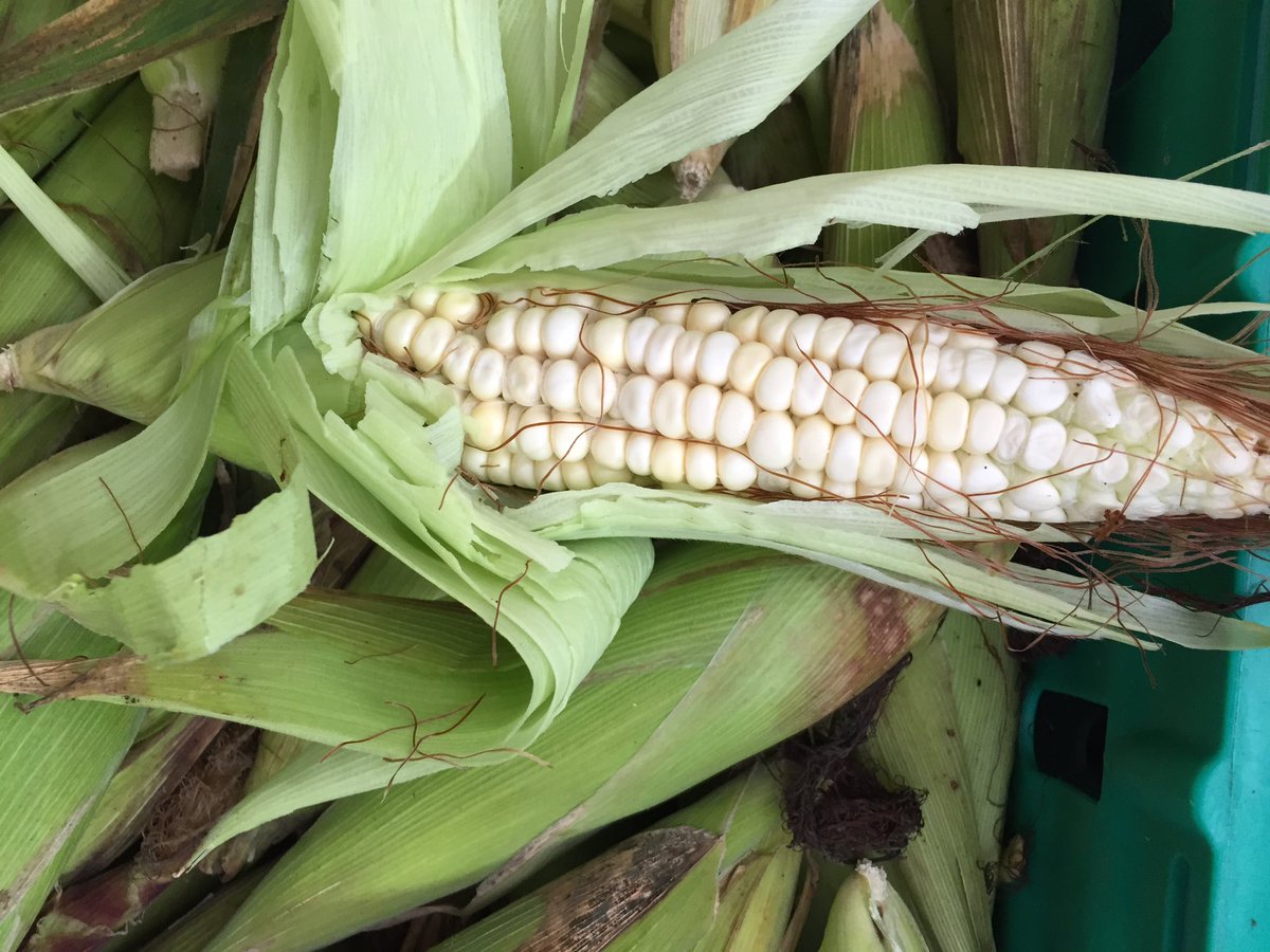 White African corn! Fresh from the farm! <a href="/genuinejsy/">Genuine Jersey</a> thanks to <a href="/sproutsfarmclub/">Sprouts Farm Club Jersey</a> @abrunodacosta
