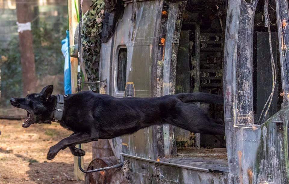 WMPDogs's tweet photo. A fantastic job by PD Stark &amp; PC Hopley overnight. PD Stark detaining an aggressive male, who attacked him multiple times with a machete. A HUGE thanks to @PDSA_HQ for their emergency surgery for PD Stark after suffering multiple wounds from the machete #topdog #detained 🐾💪 https://t.co/efnBM1jkk5