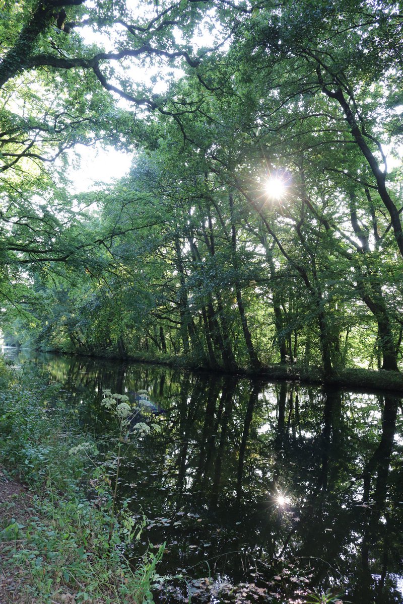 SBJMPhotography's tweet photo. A great reflection of trees lining the  #GreatWesternCanal near #SampfordPeverell. 

#Devon #Canal #water #River #naturelovers #Autumnwatch #DevonPhotography #waterways #reflections #trees #nature #NaturePhotography #canals #tiverton #middevon #rivers #canalside #Riverside https://t.co/PaM5NrErYw