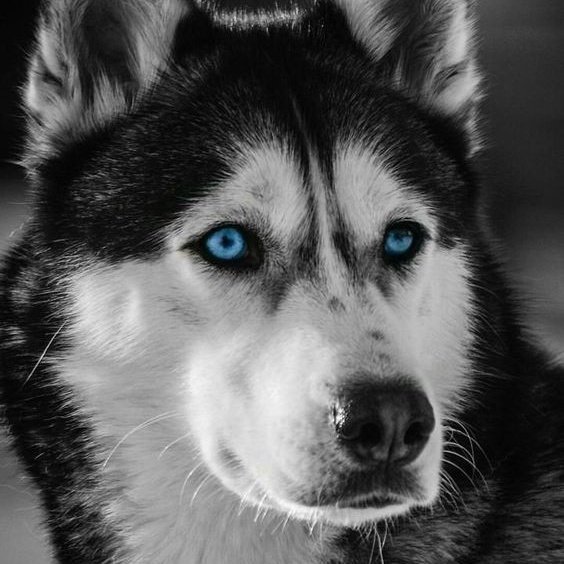 Lee Siyeon a wolf: thread