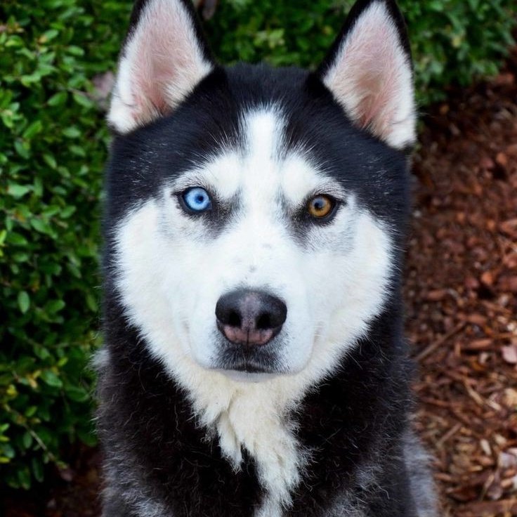 Lee Siyeon a wolf: thread