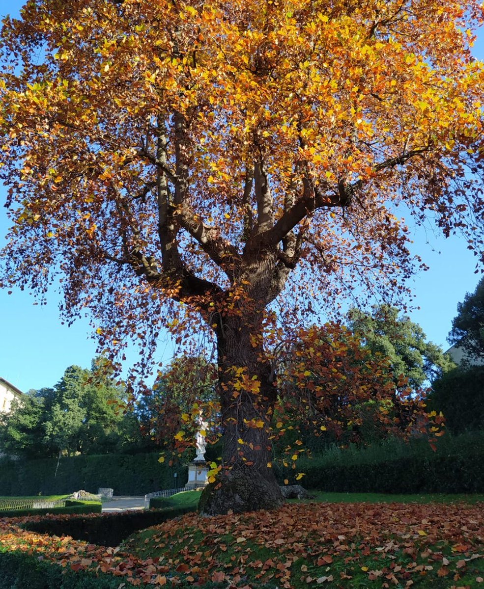FitCasuallyTOUR's tweet image. Gallerie degli Uffizi —  ❝ #ParoledAutore Silenti presenze a Boboli...

#Autunno – Carlo Emilio Gadda 1932 (I)

“Tàcite imagini della tristezza

Dal #... ❞  casually.to/Uffizi 

➥ Uffizi Art Gallery 🗞 #Museum 🎨 ⬞ ⬞ ⬞ Travel Bucket list👌🏻