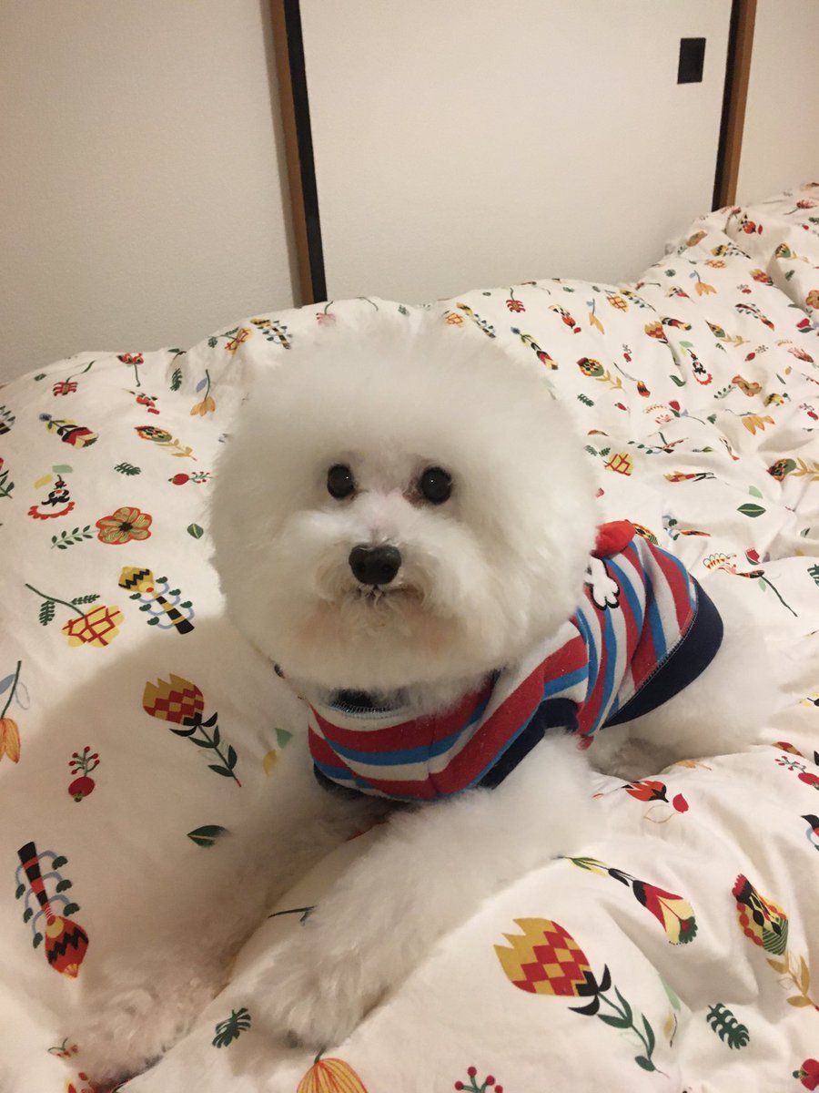 わたがしベンジャミン トイプードル Toy Poodle Benjamin カットしてカッコ良くなりましたでしゅ ハンサムだとおもいましゅか トイプードル Toypoodle 白 White モフモフ 癒し 甘える犬 犬の居る暮らし Happy Cute 可愛い Lovely わたがしベンジャミン トイプードル Toy Poodle Benjamin カットしてカッコ良くなりましたでしゅ ハンサムだとおもいましゅか トイプードル Toypoodle 白 White モフモフ 癒し 甘える犬 犬の居る暮らし Happy Cute 可愛い Lovely