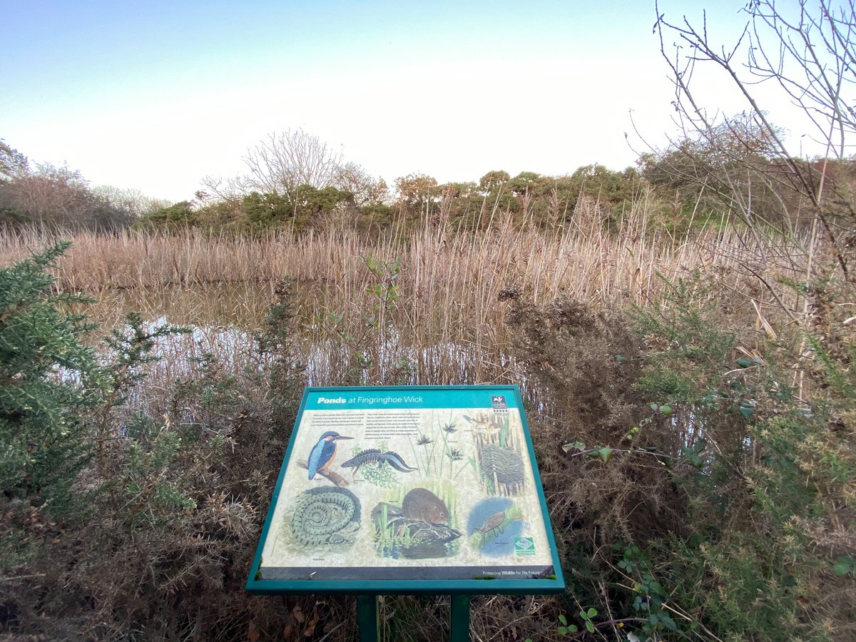  #F is for Fingringhoe. This Essex Wildlife Trust reserve is open for visitors, but the visitor centre & facilities are currently closed. Some wonderful walks here and unique habitats for wildlife.  #AtoZofLockdownColchester https://www.visitcolchester.com/.../fingringhoe-wick...