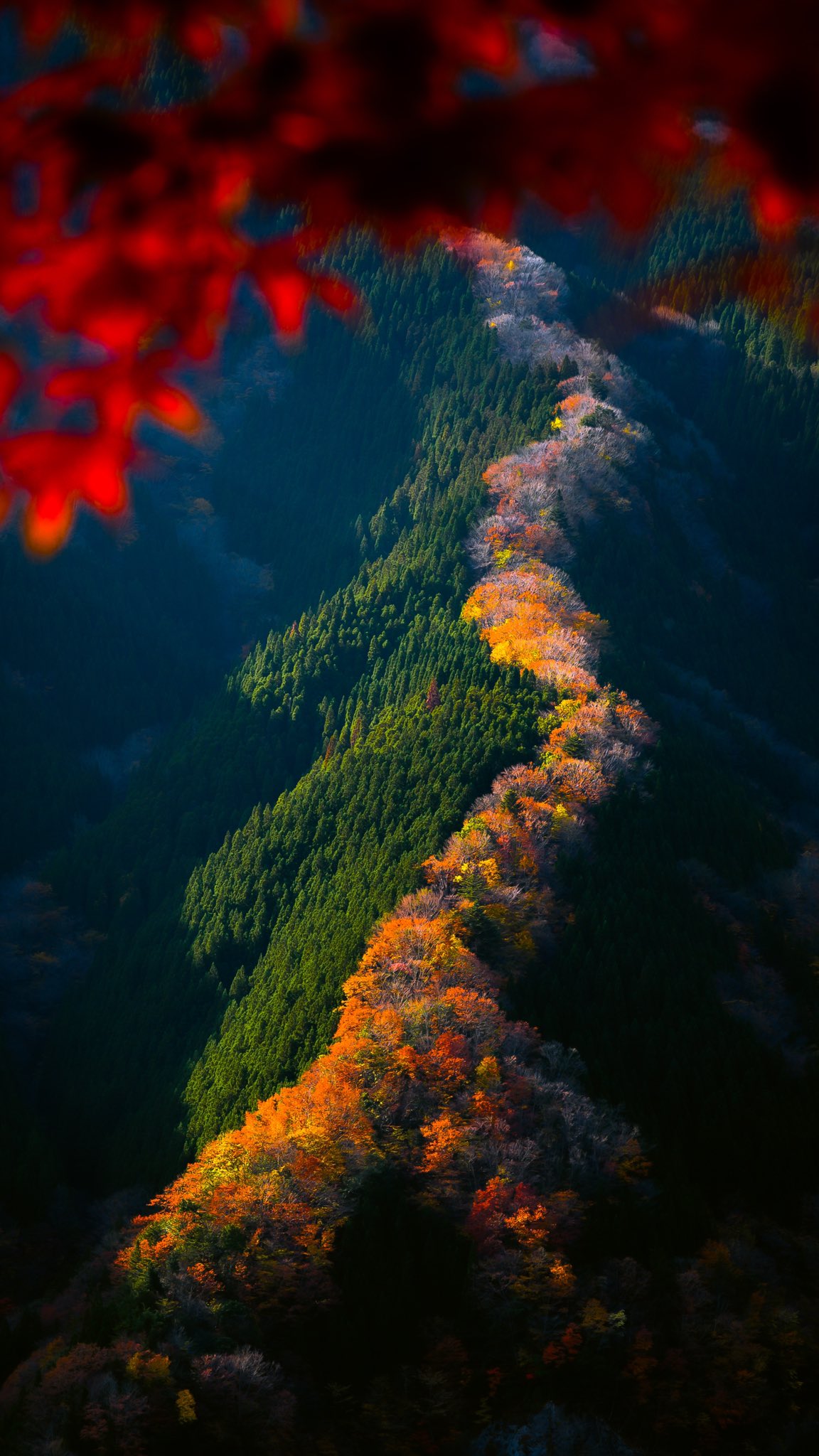 Twitter 上的 Hisa スマホの待ち受けにどうぞ 通称 昇り龍 この紅葉はもう今月の上旬で見頃が過ぎてしまいましたが春には桜のラインが綺麗ですよ ぜひ T Co Svxqczddyf Twitter