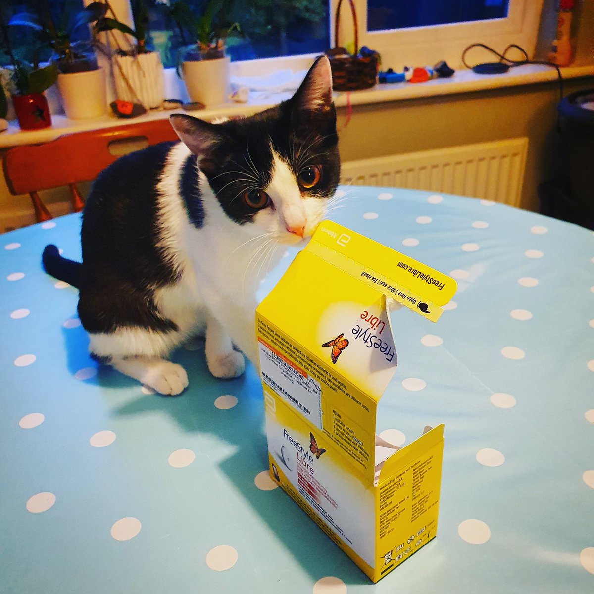 BroomOwl's tweet image. Had a #WorldDiabetesDay helper @diabetesuk #Type1andTech