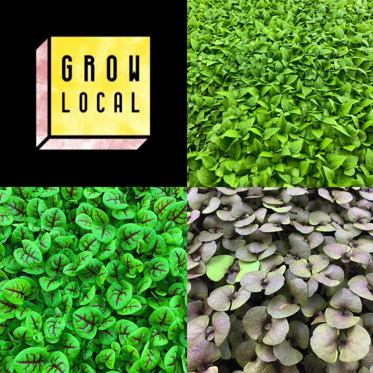 Une #ferme verticale d’intérieur va voir le jour à #Toulouse sur le @MinToulouse... produire en ville pour la ville, tel est le credo de #growlocal !