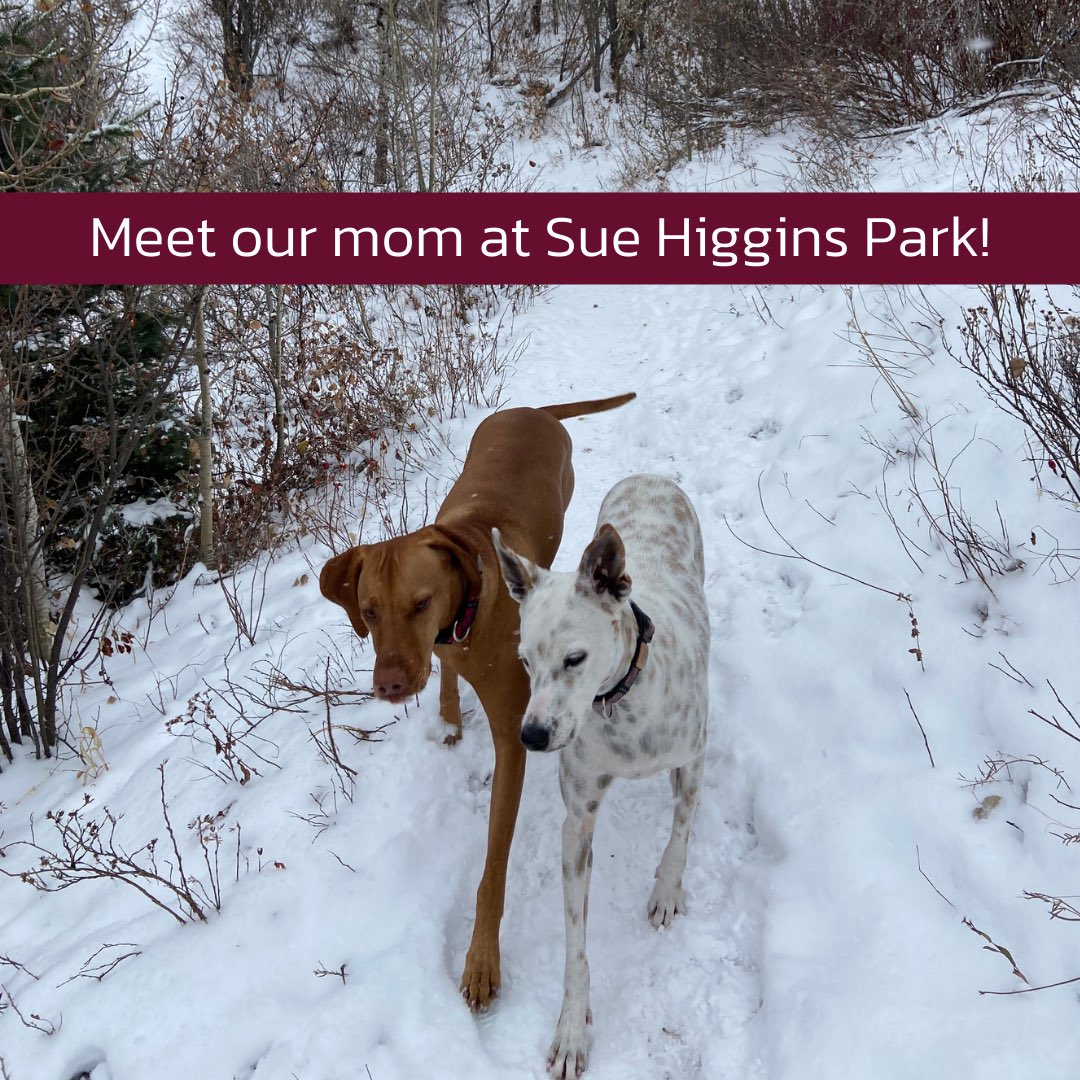 kourtpenner's tweet photo. I’m headed to the dog park this morning to get all the dog cuddles and meet some people too. Come by and say hello from 10-12 in the NE section near the fenced enclosure. 

#yycdogs #yycward11 #ward11yyc #yyccc #yycca https://t.co/akl2zo0Iuv