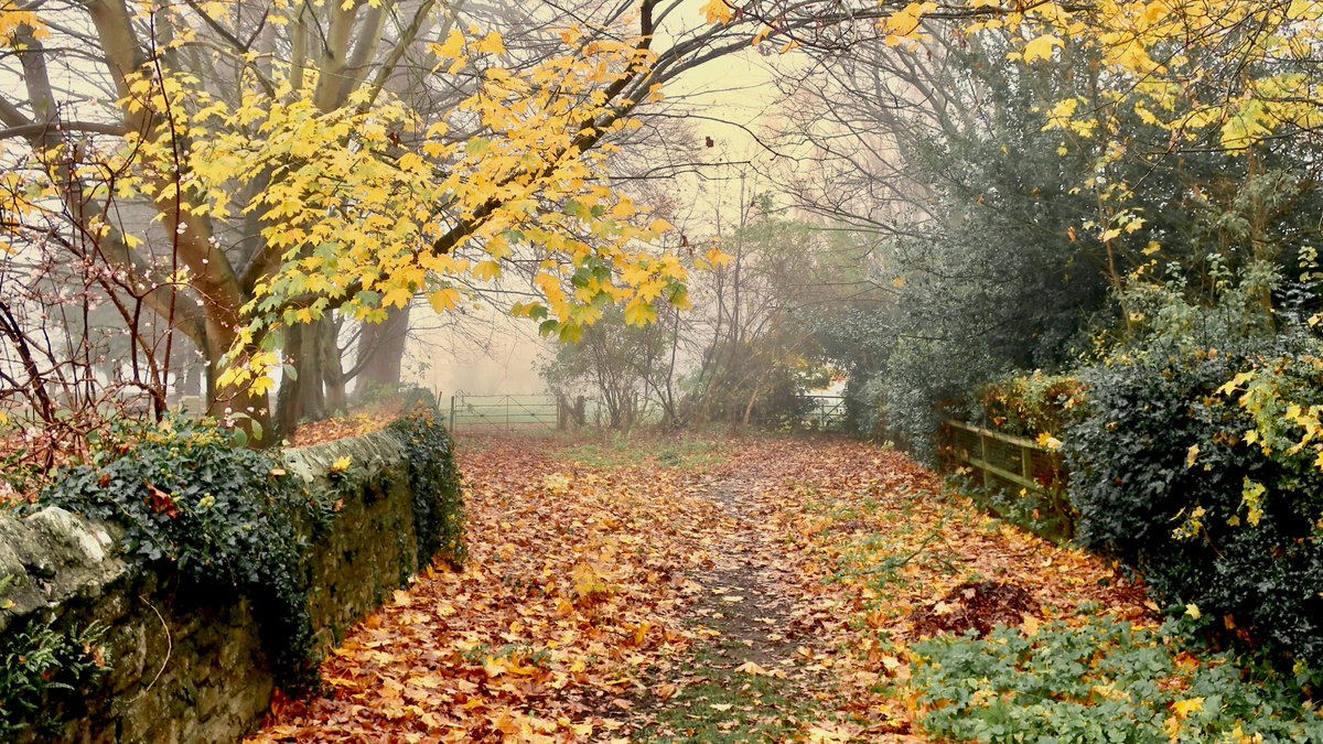 Even on a foggy day like today, some leaves seem to be lit from within!