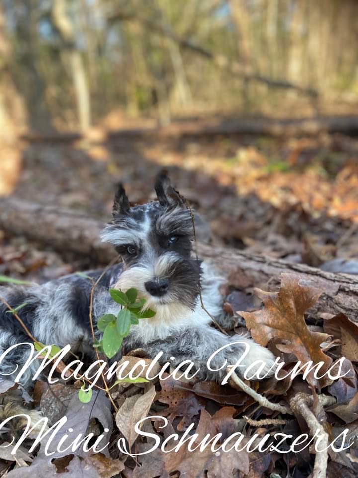 magnolia farms mini schnauzers