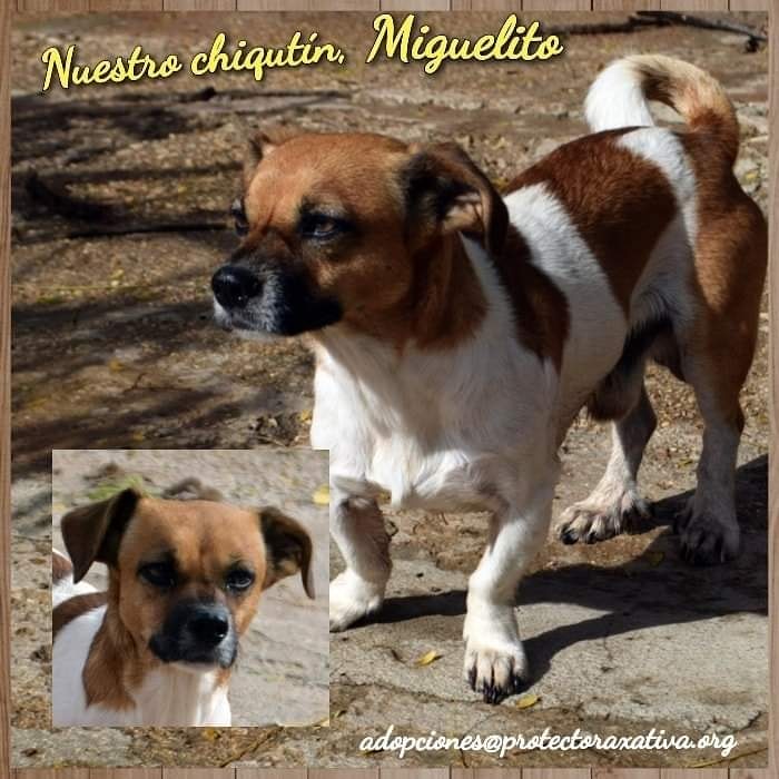 Miguelito ❤️
Este chiquitín fue abandonado en la Calle Las Tiendas de Xàtiva atado, nos pasaron el aviso porque llevaba desde mediodía y ya toda la tarde alli atado, es de tamaño muy chiquitín, aunque todo lo que tiene de pequeñajo lo tiene de noble y cariñoso. 671870889