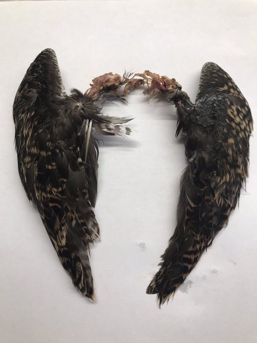 FocTrish's tweet photo. As autumn progresses we are seeing more & more snipe on the #raisedbogs across NIreland in @theCANNproject. This little set of wings, cleanly stripped of all meat, was all that remained of one (I expect the beak and legs were not eaten but I found neither). @UlsterWildlife 1/2 https://t.co/FgyqMrQ7gG