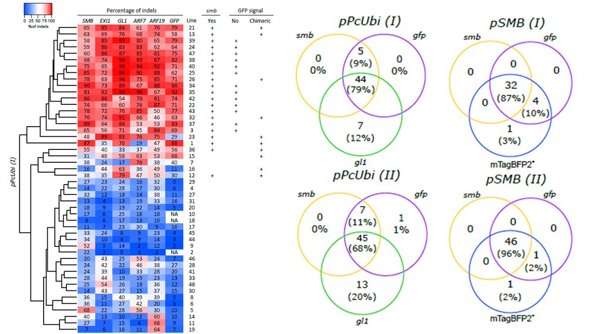 MoritzNowack's tweet photo. CRISPR-TSKO to the power of 6! We simultaneously mutated six genes either ubiquitously or in a specific plant tissue. Mutagenesis efficiencies across all targets were positively correlated irrespective of gRNA position in the vector. Read the preprint on https://t.co/X3nkpoUIKg https://t.co/FyCnfMZC0P
