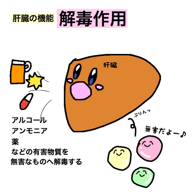 肝臓のtwitterイラスト検索結果 肝臓のtwitterイラスト検索結果