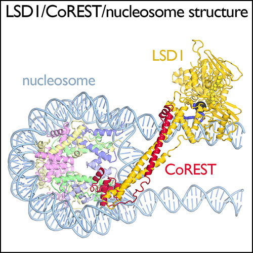 chem_110b's tweet photo. Yesterday, we studied stoichiometry in simple combustion reactions, but stoichiometry is essential in biochemistry too.  Here is a chromatin-enzyme complex from the Tan Lab at Penn State BMMB.  Histones, DNA, and enzymes are in fixed stoichiometric ratios.https://t.co/MM7xGhWx7R https://t.co/x9xmtUqOya