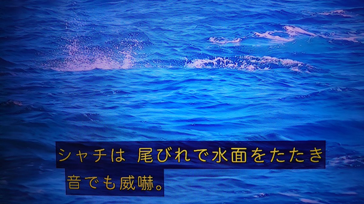 激闘 シャチ対シロナガスクジラ mの巨体に襲いかかる集団連携の頭脳プレイ 巨大生物集う謎の海域 Nhkスペシャル Togetter