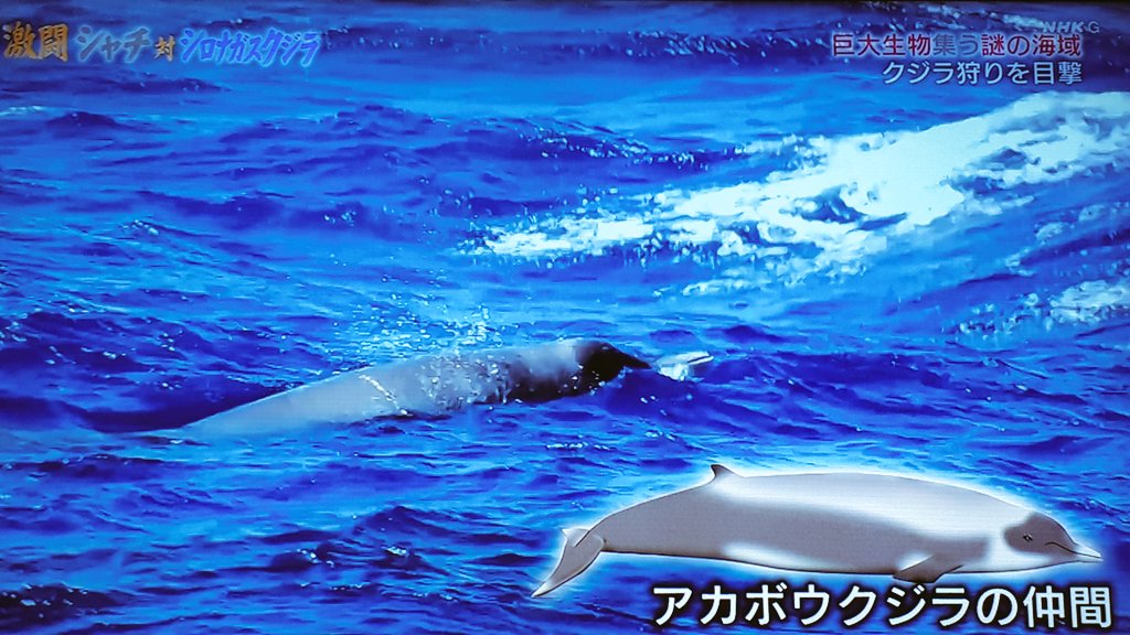 激闘 シャチ対シロナガスクジラ mの巨体に襲いかかる集団連携の頭脳プレイ 巨大生物集う謎の海域 Nhkスペシャル Togetter