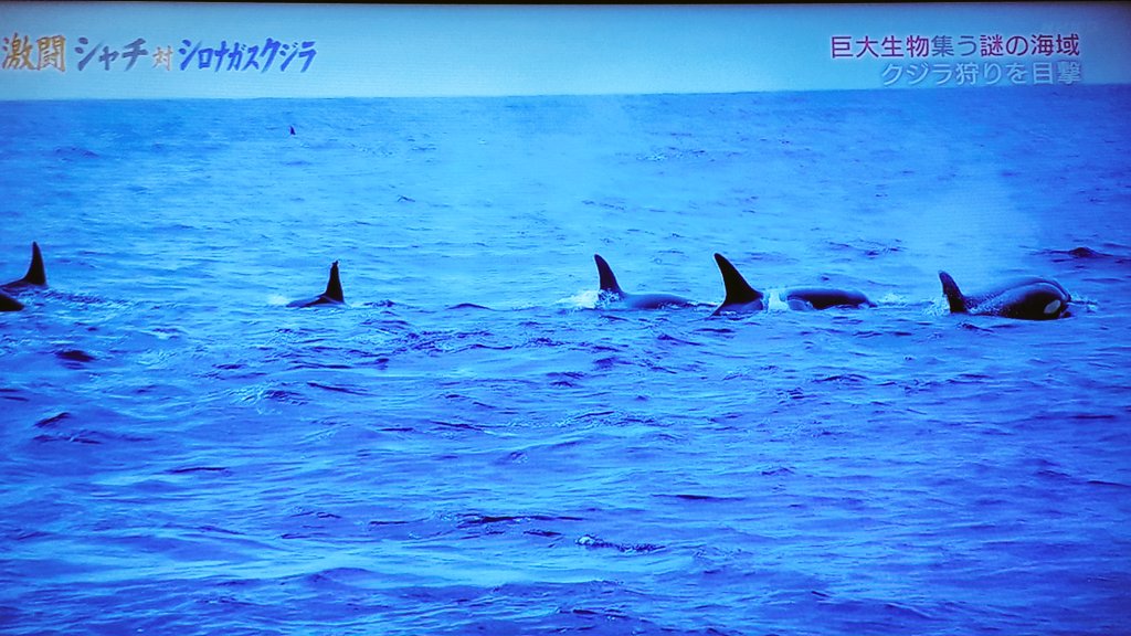 激闘 シャチ対シロナガスクジラ mの巨体に襲いかかる集団連携の頭脳プレイ 巨大生物集う謎の海域 Nhkスペシャル Togetter
