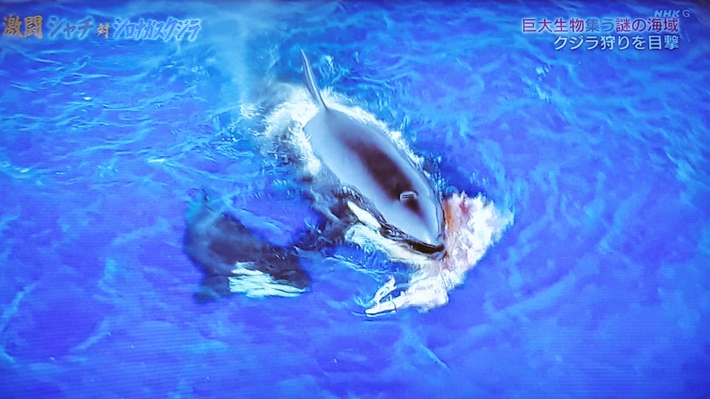 激闘 シャチ対シロナガスクジラ mの巨体に襲いかかる集団連携の頭脳プレイ 巨大生物集う謎の海域 Nhkスペシャル Togetter