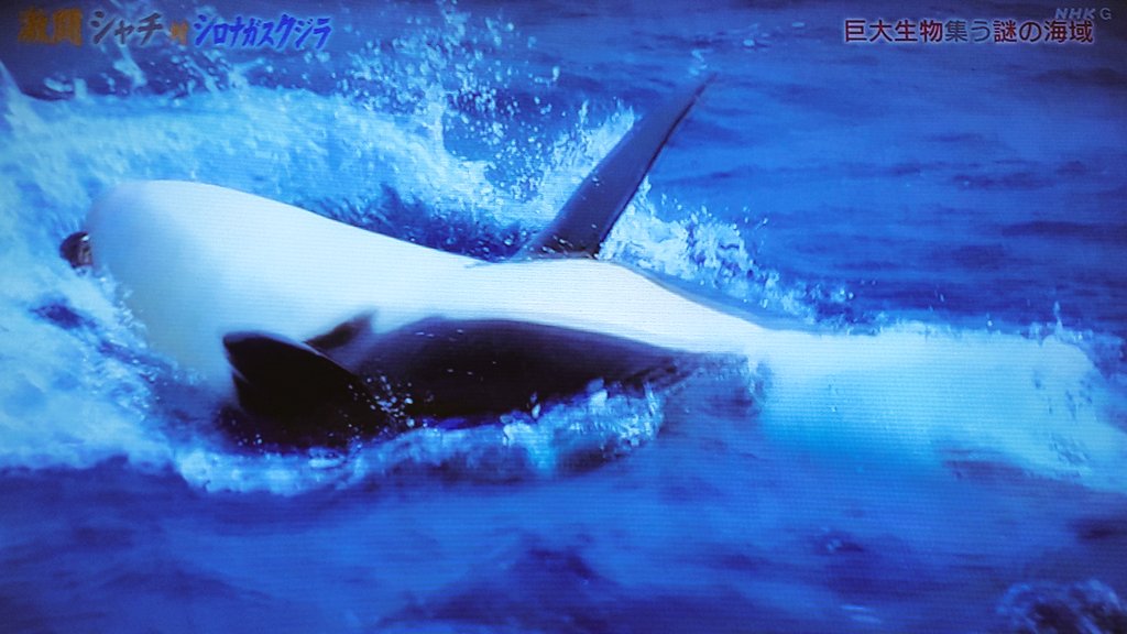 激闘 シャチ対シロナガスクジラ mの巨体に襲いかかる集団連携の頭脳プレイ 巨大生物集う謎の海域 Nhkスペシャル Togetter