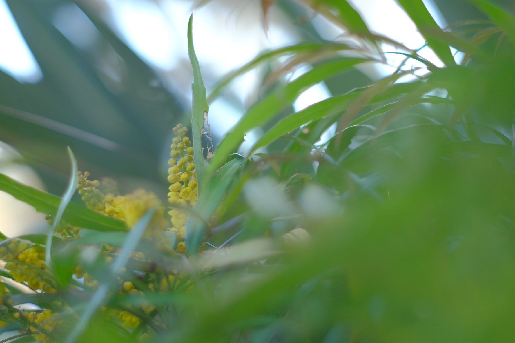 そら 写真 植物 ホソバヒイラギナンテン 花言葉 優しい暖かさ 見てるだけてほっこりするような樹木 花言葉 自然 癒し T Co Ngmputcjlq Twitter